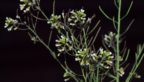 arabidopsis thaliana in front of black background