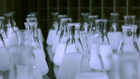 numerous Erlenmeyer flasks containing a white, opaque liquid, likely in a laboratory setting