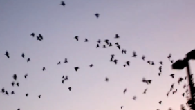 A flock of parrots and parakeets