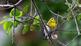 Photo of a Townsend's Warbler perched on a branch of a tree