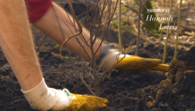 A film poster with a person gardening planting a tree. White text reads "Making a Mini-Forest: A film by Angelina Lee, Narrated by Hannah Lewis. The Miyawaki Method in Europe"