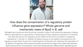 Image for Daniel Stoebel: How does the concentration of a re