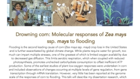Image for Dr. Erin Brinton: Drowning corn: Molecular respons