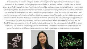 Image for Dr. Esther Chen: A bacterial signaling pathway critical for a nitrogen-fixing symbiosis