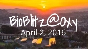 Image for Bioblitz@Oxy