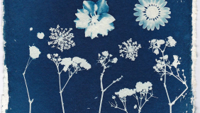 a blue and white cyanotype rendering of flowers