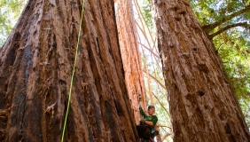 Claire Willing suspended from large tree doing research.