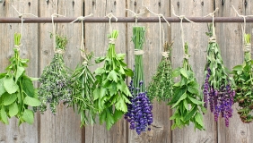 Green plants hung with beige twine in front of a brown wooden panel