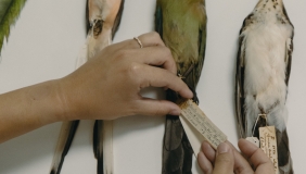 Person holding bird specimen tag of a study skin.