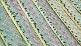 Palm weaving