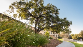 Campus view with tree