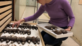 Dr. Jessie Salter working with bird specimens in a case