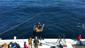 Ship towing whale carcass in the ocean