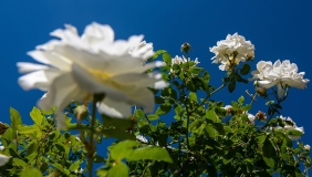 Oxy campus with roses