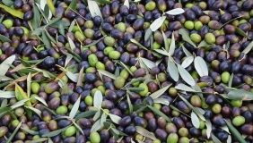 harvested olives of various colors