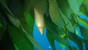 Giant Kelp Fish