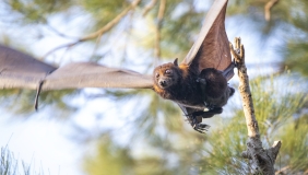 Bat in flight with trees in the background