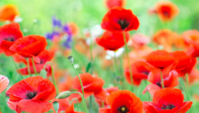 a view of a patch of red poppies among green grass