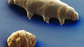 Tardigrade against a blue background