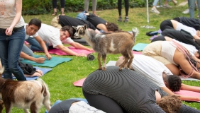 Goat Yoga on the Occidental campus