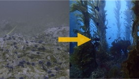 New Occidental study provides new hope for kelp beds devastated by sea urchins