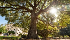 Oxy oak trees