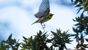 Photo of a Townsend's Warbler