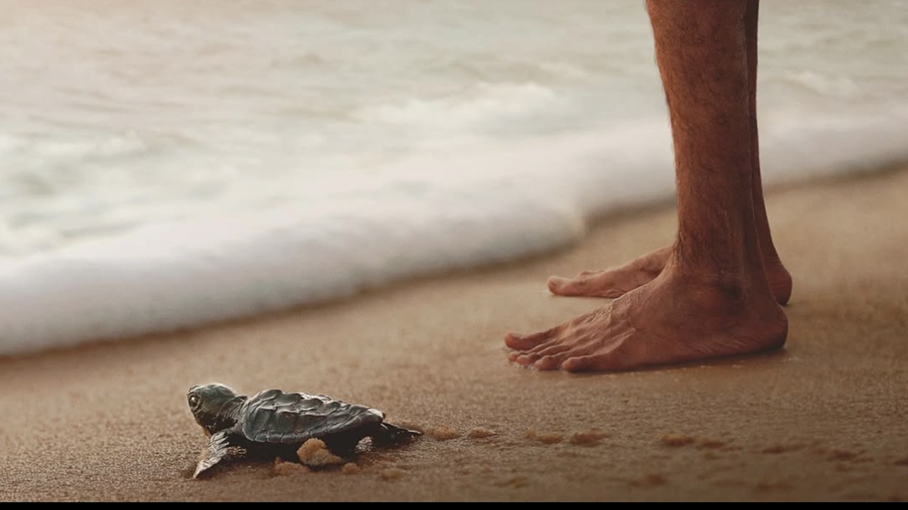 Turtle Tu Much Ado About Turtles (and Keanu) | Occidental College