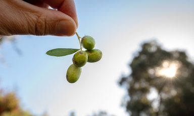 A stem of three olives being held up to the sunlight by a hand