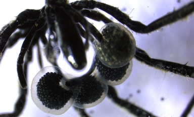 A close-up image of a male sea spider carrying 4-5 egg sacs with hundreds of eggs inside