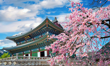 Cherry blossoms in spring near a traditional building in Seoul, South Korea