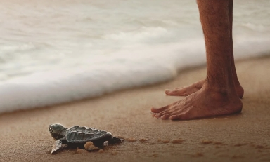 Detail from Turtle Walker poster