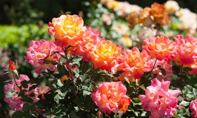 Roses