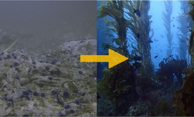 New Occidental study provides new hope for kelp beds devastated by sea urchins