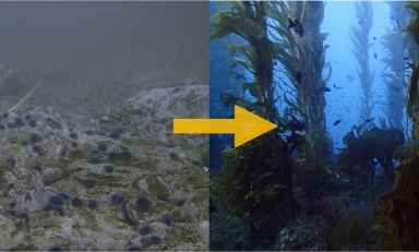 New Occidental study provides new hope for kelp beds devastated by sea urchins