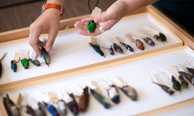 bird specimens in the Moore Lab of Zoology