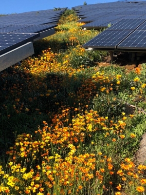 a view of Oxy's solar panels with orange poppies growing between them