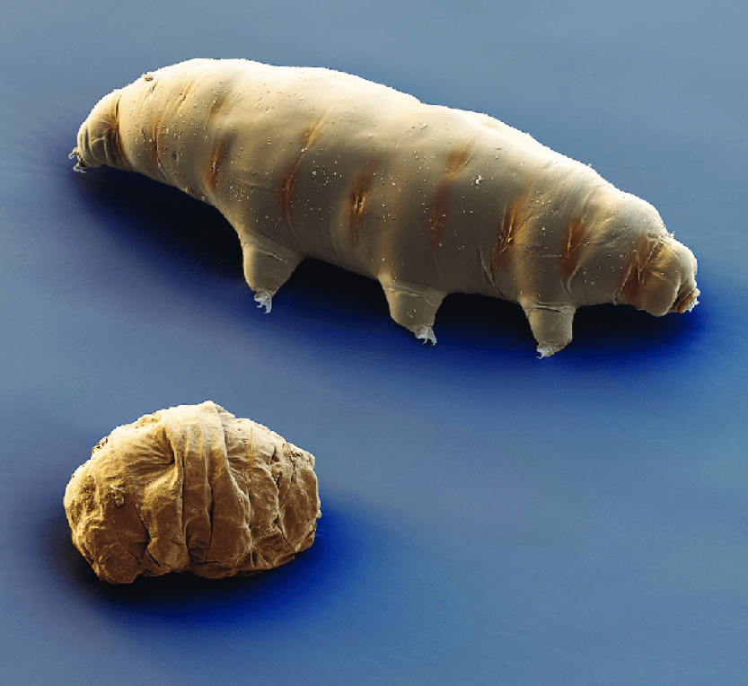 Tardigrade against a blue background