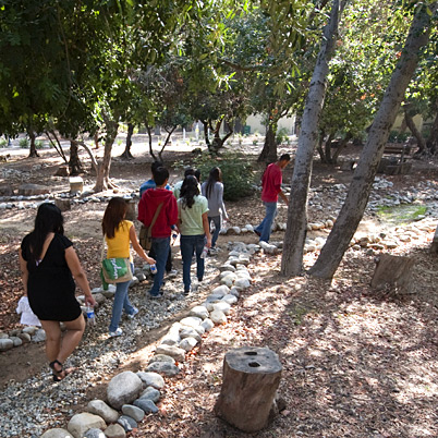 news_olive grove project_olive trees